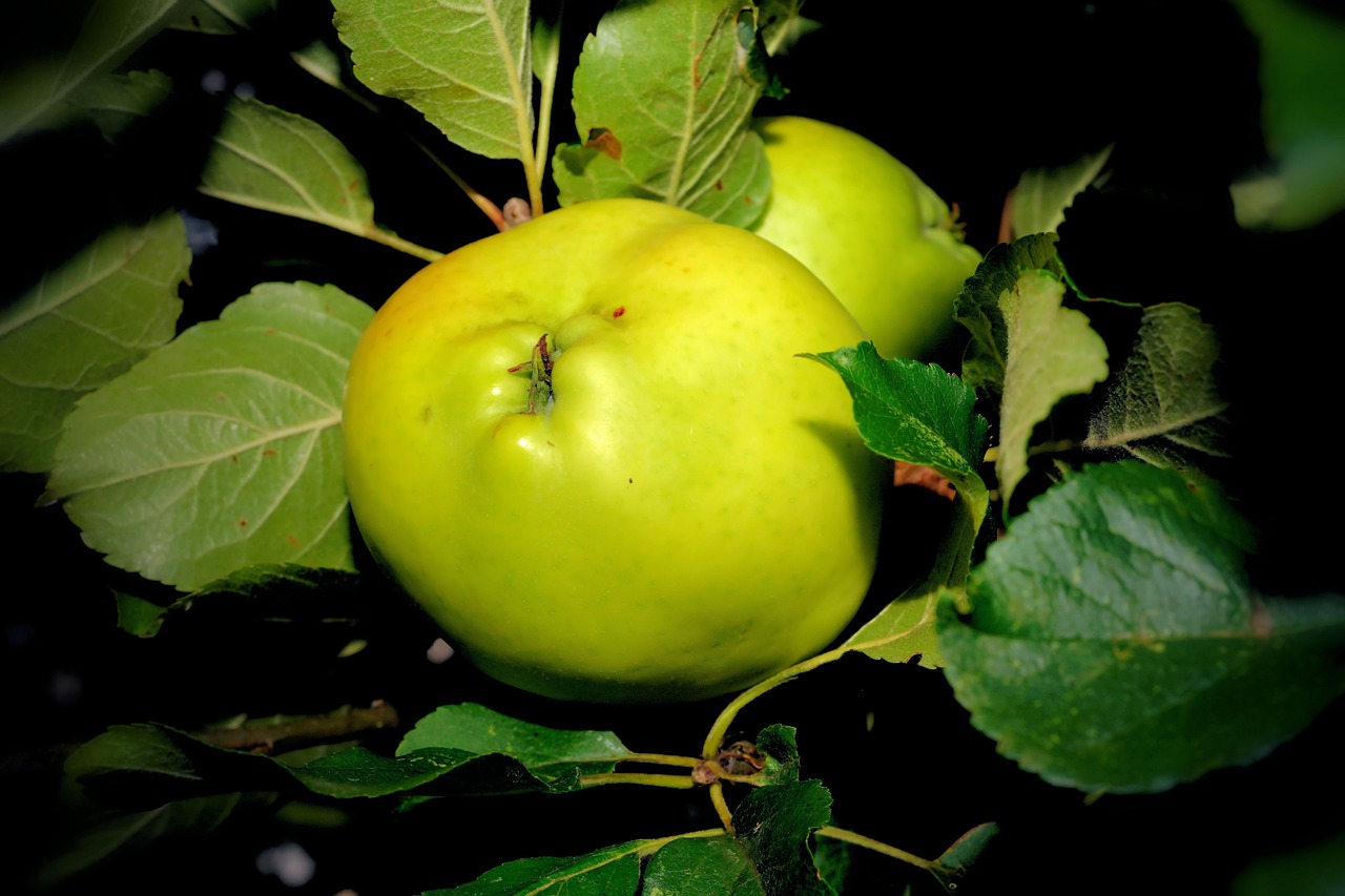 Obuolių Medis, Obuolys, Žalias, Vaisiai, Frisch, Sveikas, Vitaminai, Ruduo, Vaisių Sodas, Medis