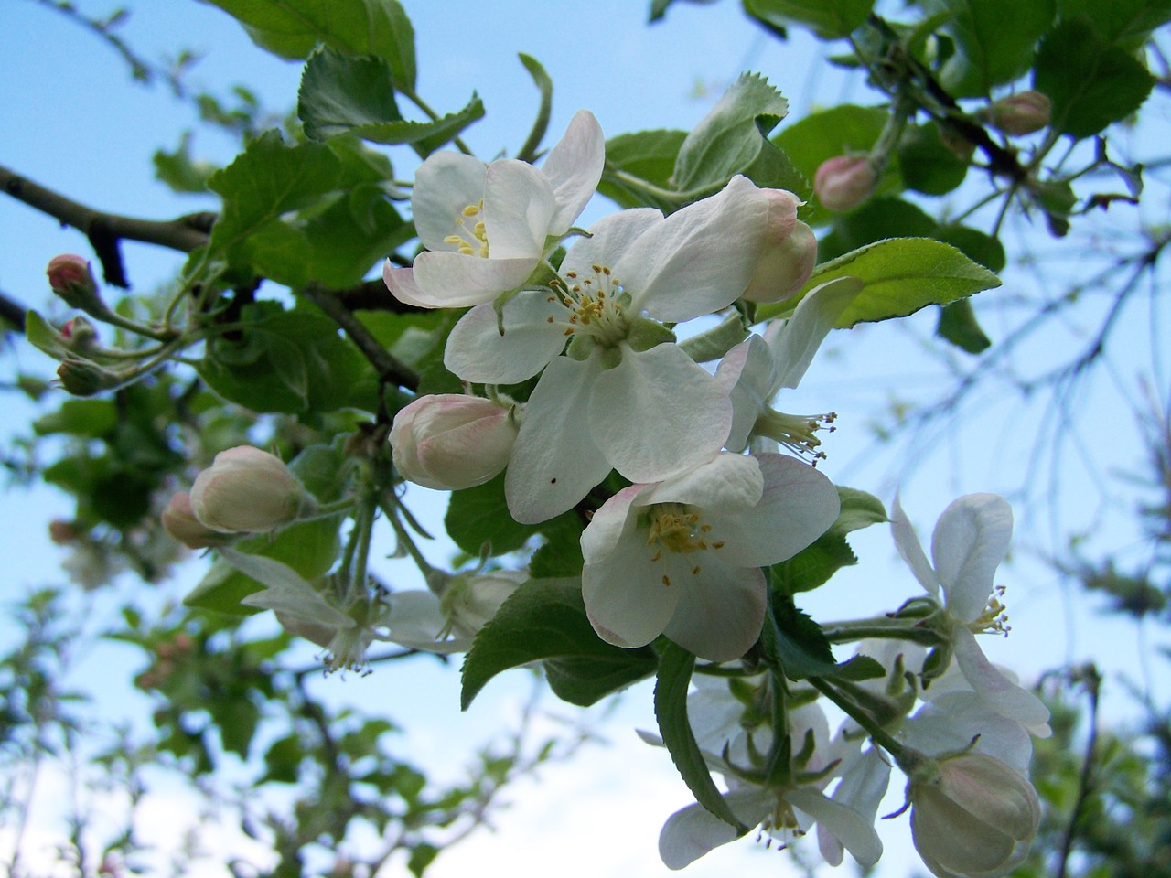 Obelų Gėlė, Žydėti Vaismedžiai, Pavasaris, Nemokamos Nuotraukos,  Nemokama Licenzija