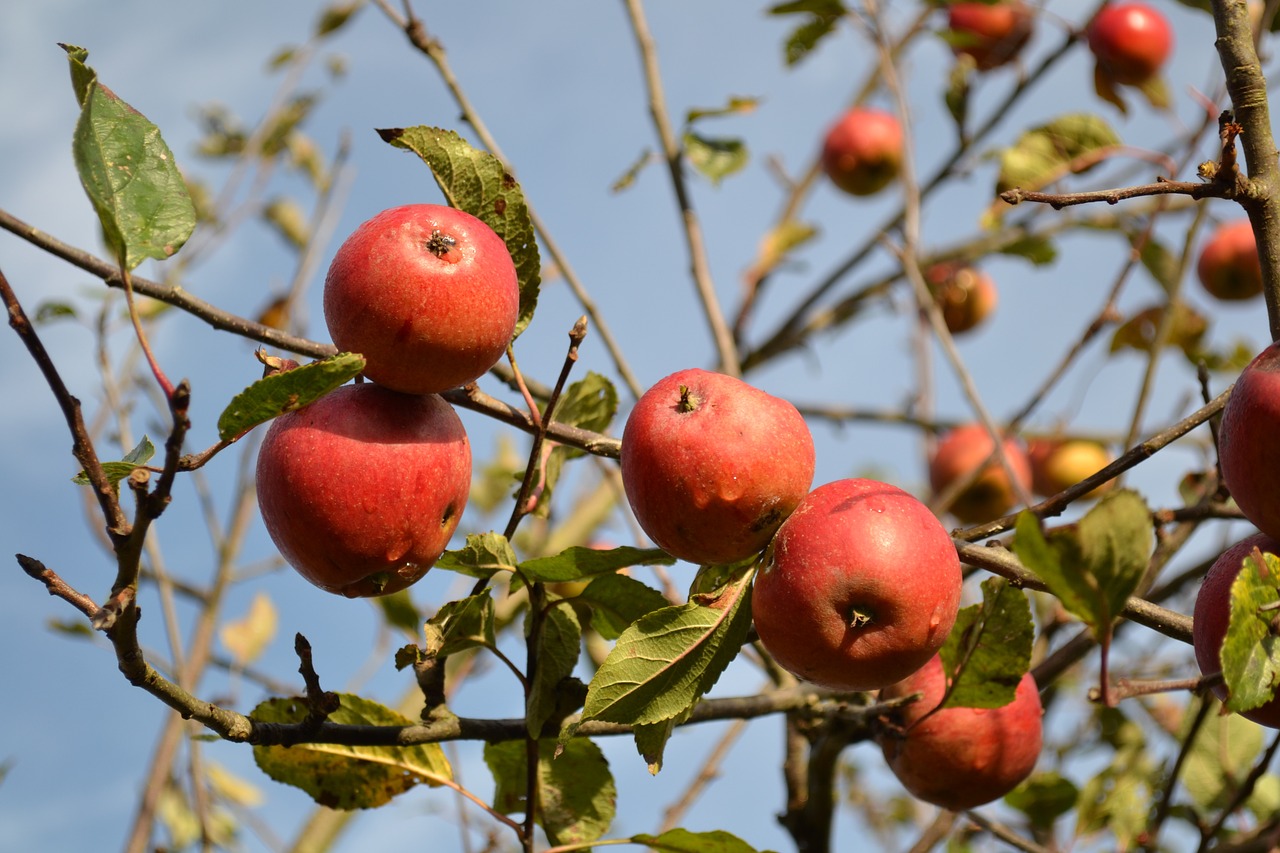 Obuoliai, Vaisiai, Ruduo, Sveikas, Maistas, Rudens Vaisius, Raudonas Vaisius, Vaismedis, Gamta, Obuolių Medis