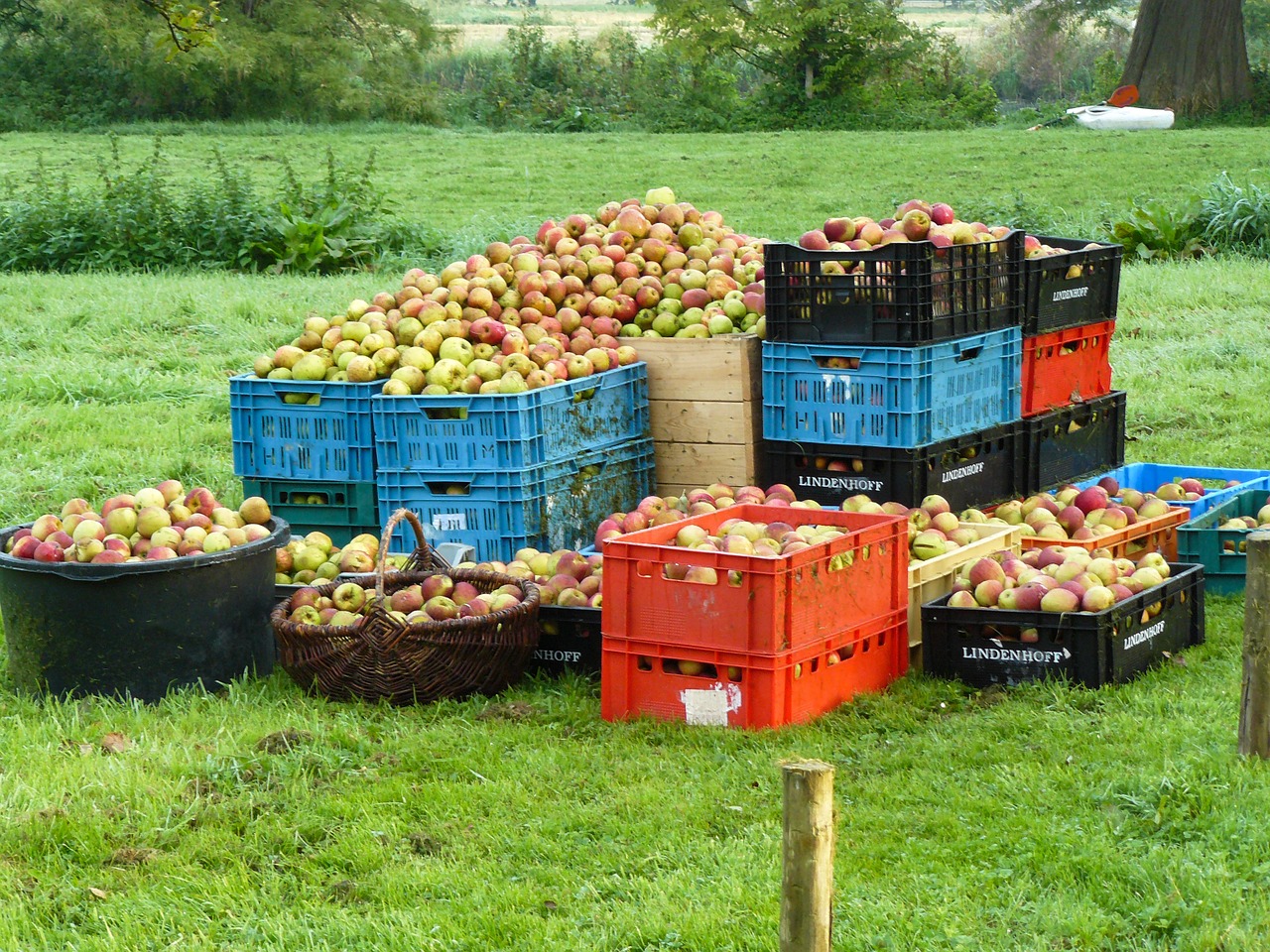 Obuoliai, Žolė, Derlius, Nemokamos Nuotraukos,  Nemokama Licenzija