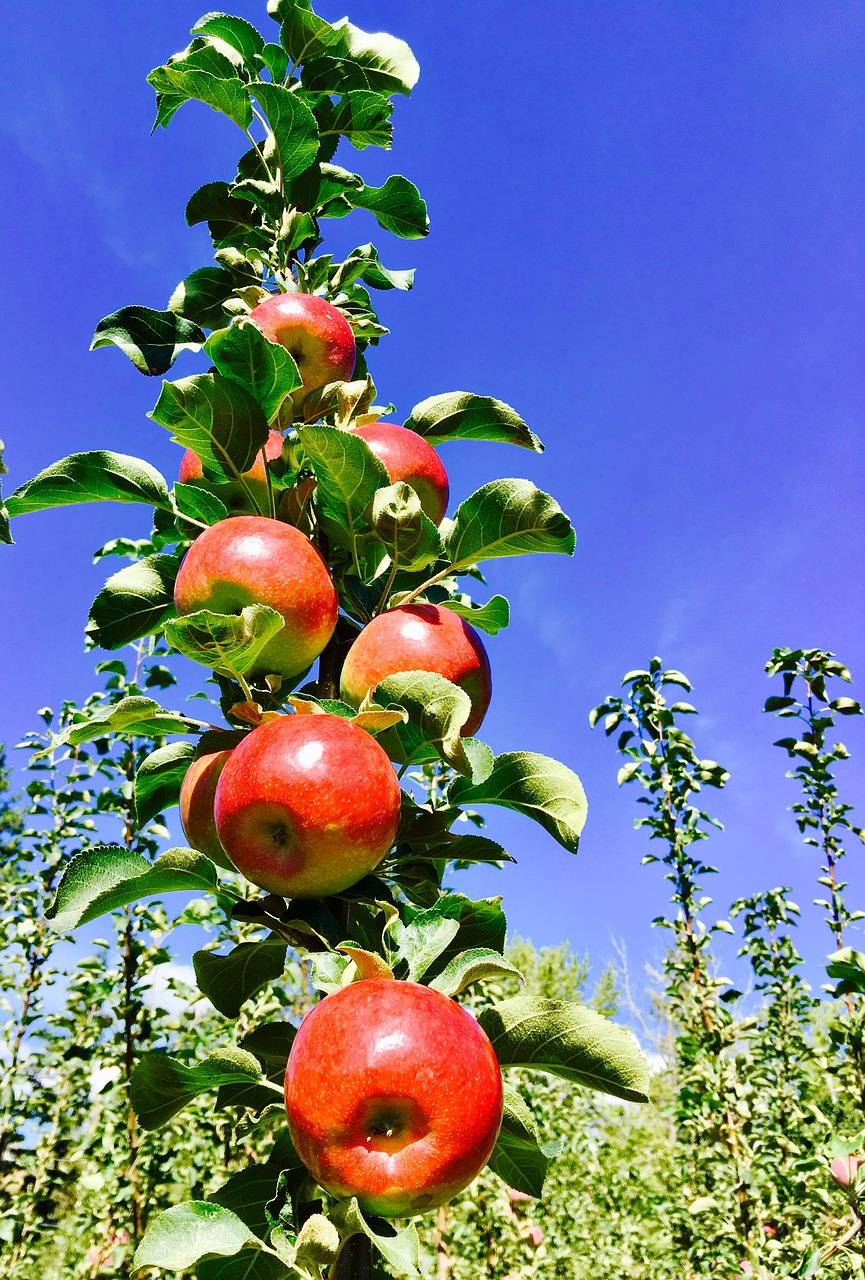 Obuoliai, Vaisiai, Antioksidantai, Nemokamos Nuotraukos,  Nemokama Licenzija