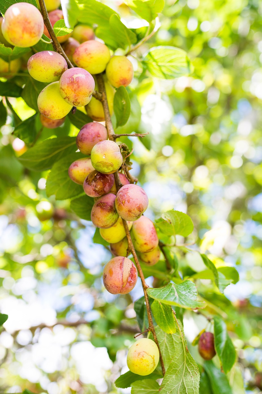 Obuoliai,  Apple,  Žalias,  Vaisiai,  Vaisių,  Maisto,  Sveiki,  Pobūdį,  Skanus,  Prinokę