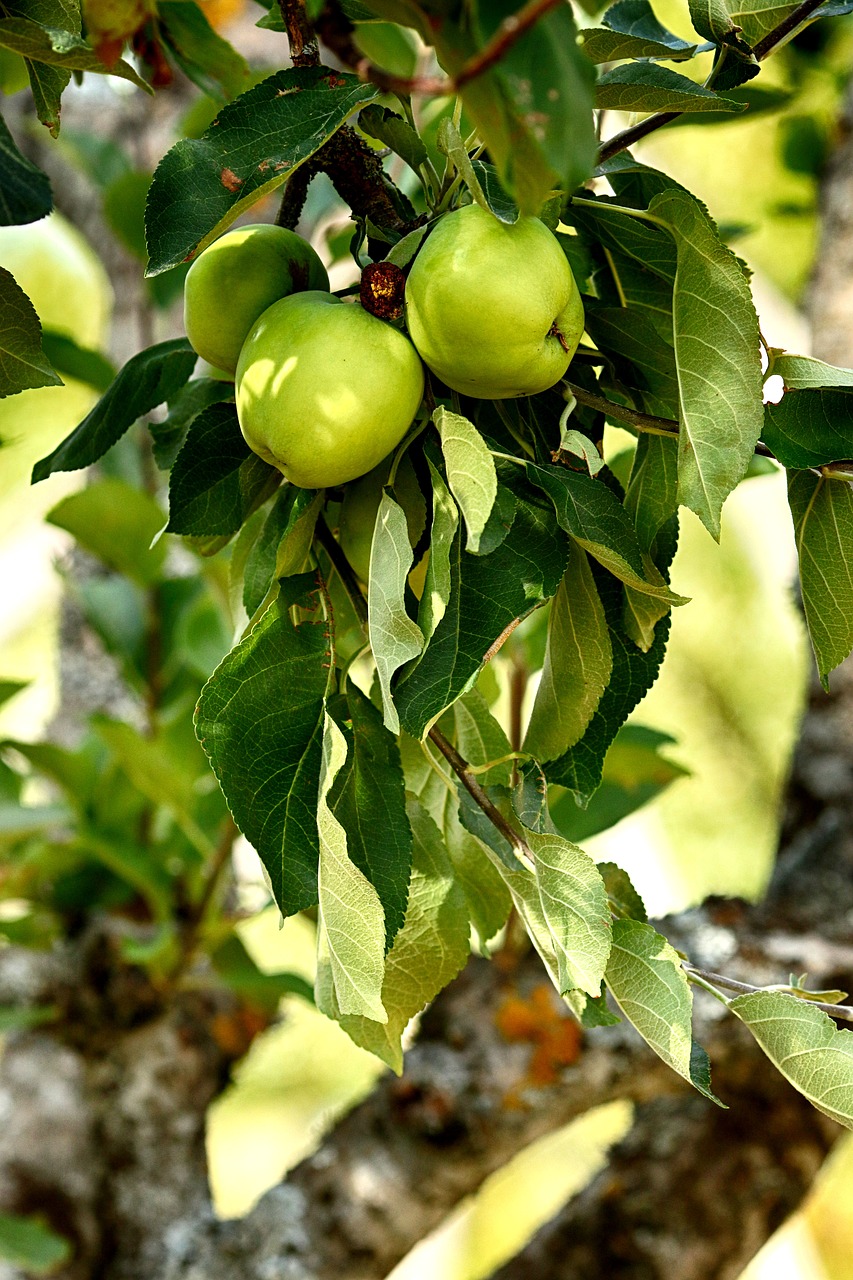 Obuoliai,  Apple,  Vaisių,  Pobūdį,  Obuolių Medis,  Medis,  Lapas, Nemokamos Nuotraukos,  Nemokama Licenzija