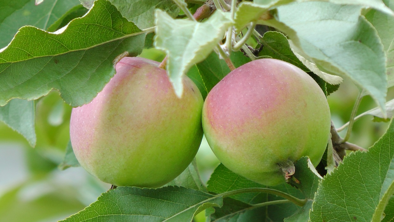 Obuoliai,  Apple,  Ant Medžio,  Du Obuolių,  2 Obuolių,  Vaisių,  Augalai, Nemokamos Nuotraukos,  Nemokama Licenzija