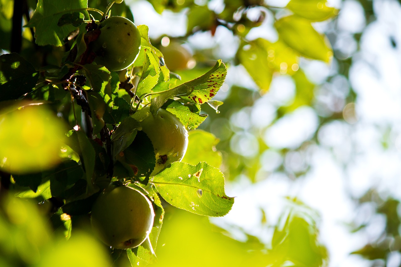 Obuoliai,  Obuolių Medis,  Apple,  Vaisių,  Sodas,  Sodo Vaisiai,  Šviežias,  Medis,  Derlius,  Prinokę