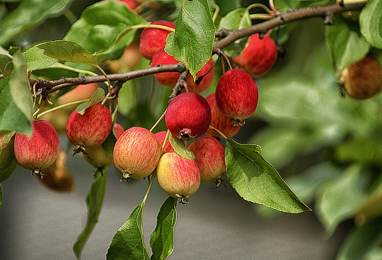 Obuoliai, Vaisiai, Dangūs Obuoliai, Maži Obuoliai, Miniatiūriniai Obuoliai, Obuolys, Liūdnas, Žalias, Raudona, Vaisių Auginimas