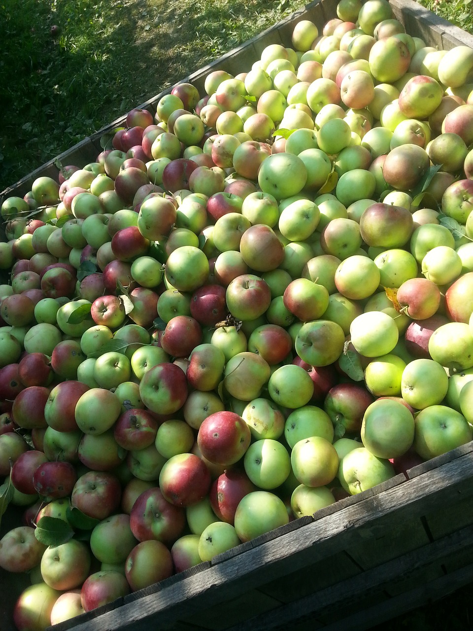 Obuoliai, Raudona, Žalias, Vaisių Sodas, Vaisiai, Derlius, Maistas, Sveikas, Gamta, Šviežias