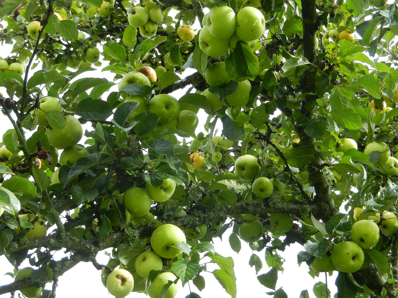 Obuoliai, Vaisiai, Medis, Žalias, Nemokamos Nuotraukos,  Nemokama Licenzija