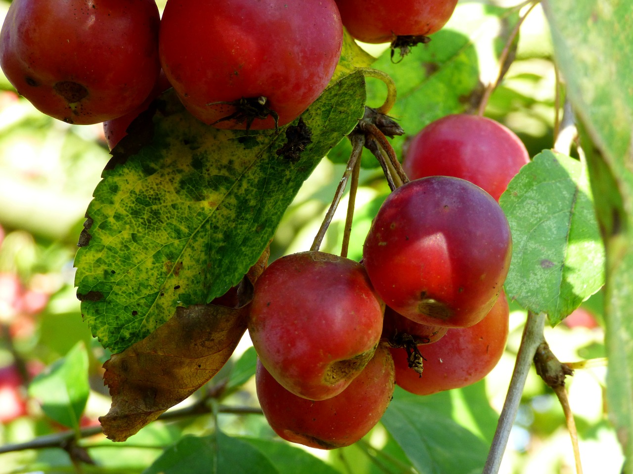 Obuoliai, Ornamentiniai Obuoliai, Vaisiai, Sodas, Gamta, Žalia Lapija, Lapai, Ruduo, Obuolių Medis, Nemokamos Nuotraukos