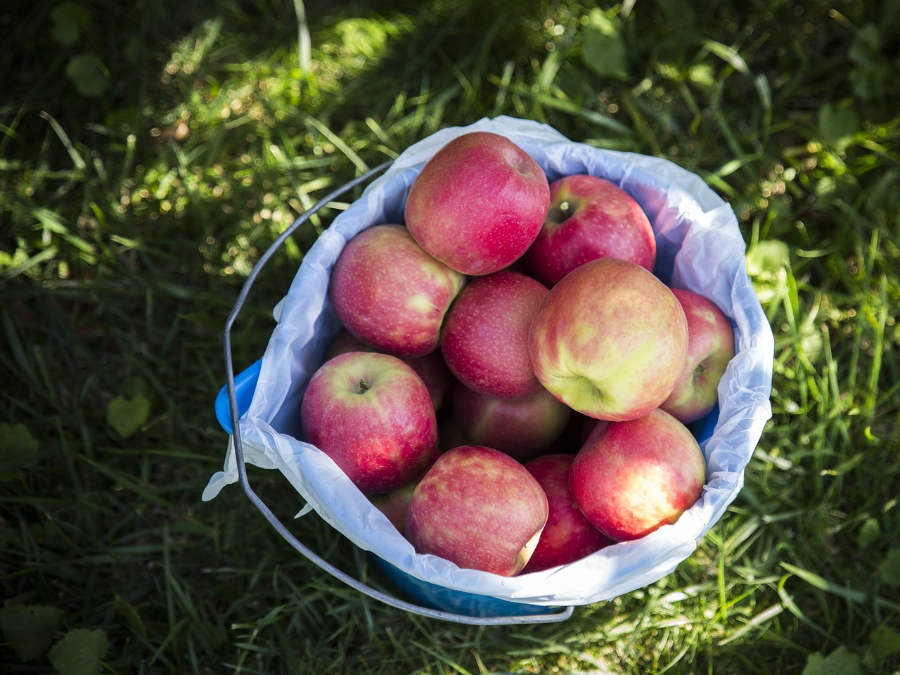 Obuoliai, Krepšelis, Vaisiai, Maistas, Gamta, Žalias, Raudona, Žemdirbystė, Šviežias, Vaisių Sodas