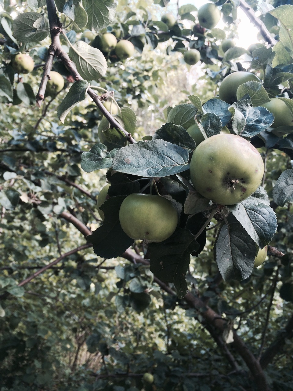 Obuoliai, Vasara, Žalias, Vaisiai, Nemokamos Nuotraukos,  Nemokama Licenzija