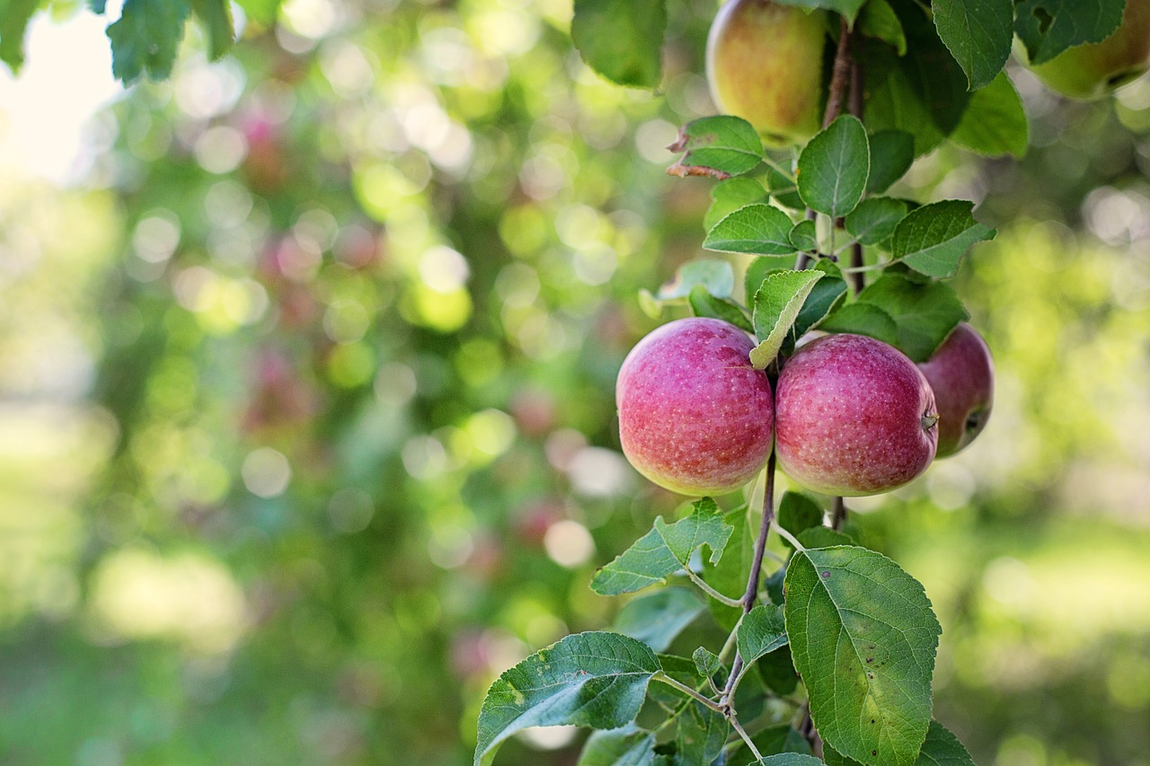 Obuoliai Medyje, Obuoliai, Gamta, Vaisiai, Žalias, Sezonas, Natūralus, Vaisių Sodas, Maistas, Ruduo