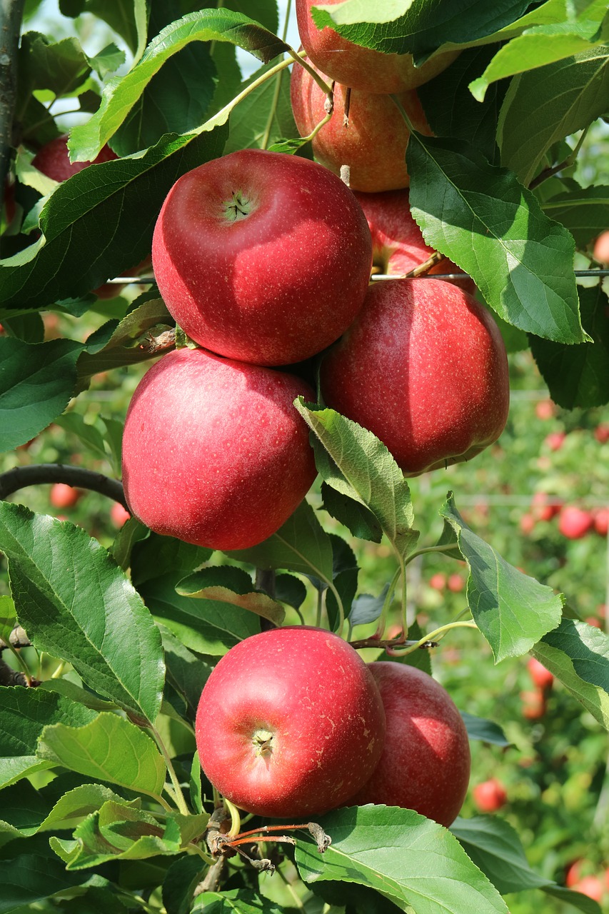 Obuoliai Valtellina, Obuoliai, Lombardija, Gražūs Obuoliai, Raudonas Obuolys, Italy, Vaisiai, Maisto Produktai, Gamta, Medis