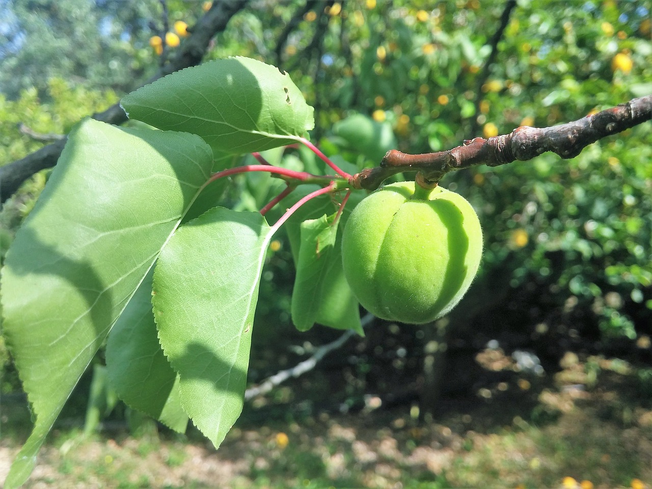 Abrikosas, Abrikosų Žalia, Abrikosų Medis, Nemokamos Nuotraukos,  Nemokama Licenzija