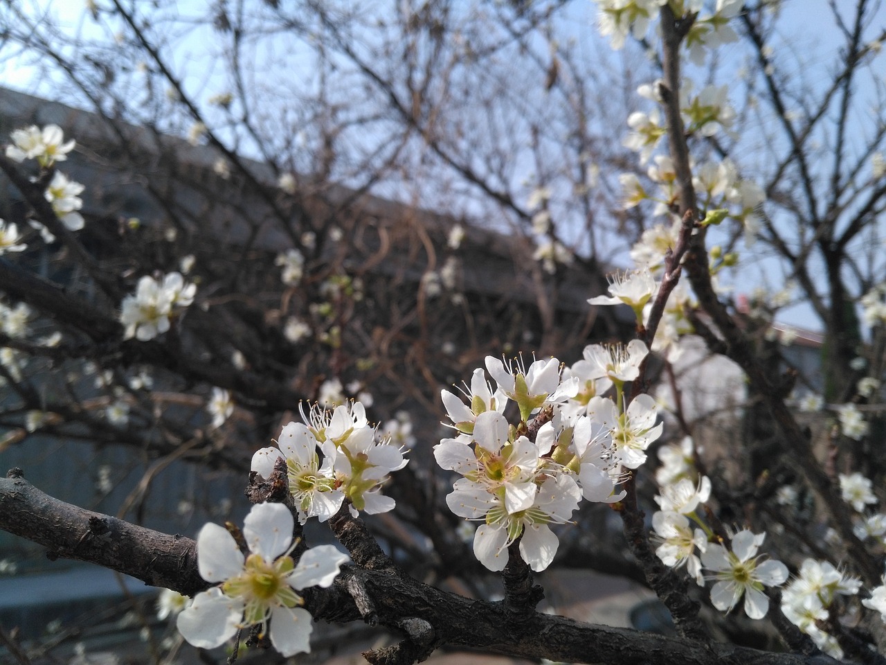 Abrikosas, Pavasaris, Baltos Abrikosinės Gėlės, Nemokamos Nuotraukos,  Nemokama Licenzija