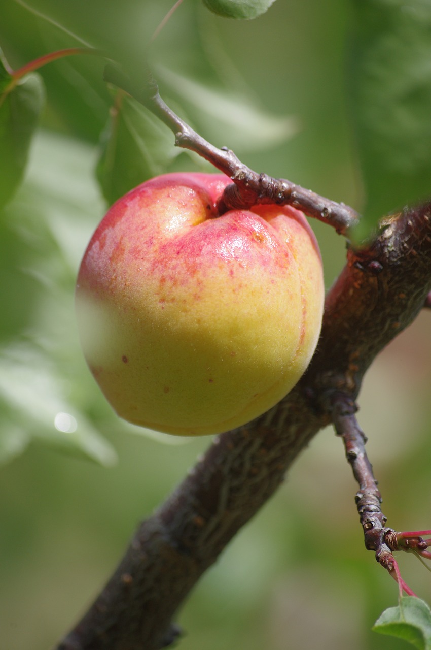 Abrikosas, Vaisiai, Vaisių Sodas, Nemokamos Nuotraukos,  Nemokama Licenzija