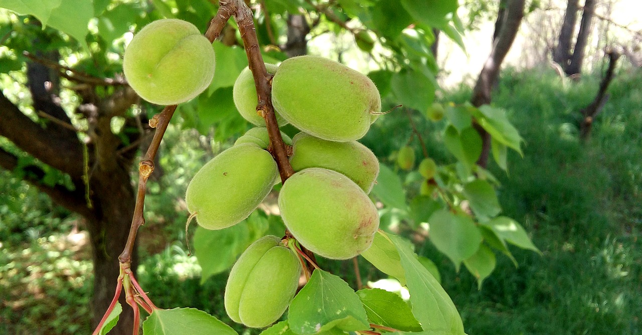 Abrikosų,  Žalia Abrikosų,  Vaisių,  Vitamino C,  Lapų,  Ūkis, Nemokamos Nuotraukos,  Nemokama Licenzija