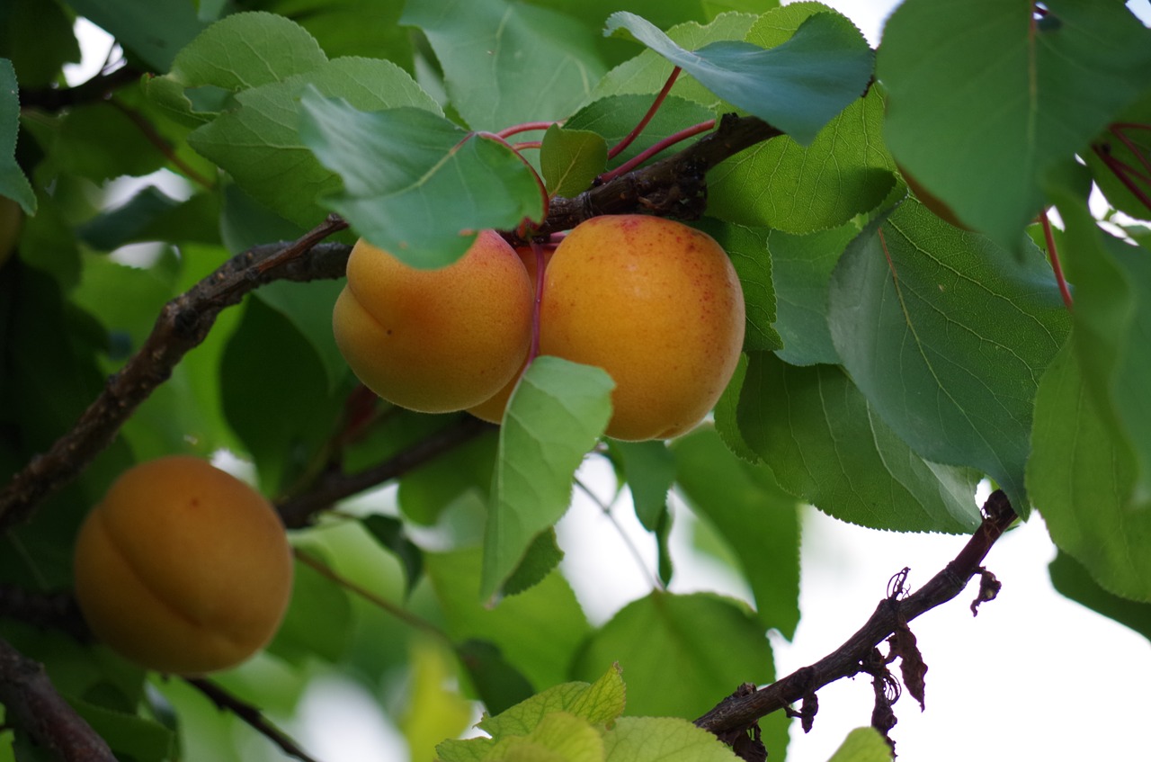 Abrikosai, Vaisiai, Oranžinė, Ant Medžio, Nemokamos Nuotraukos,  Nemokama Licenzija