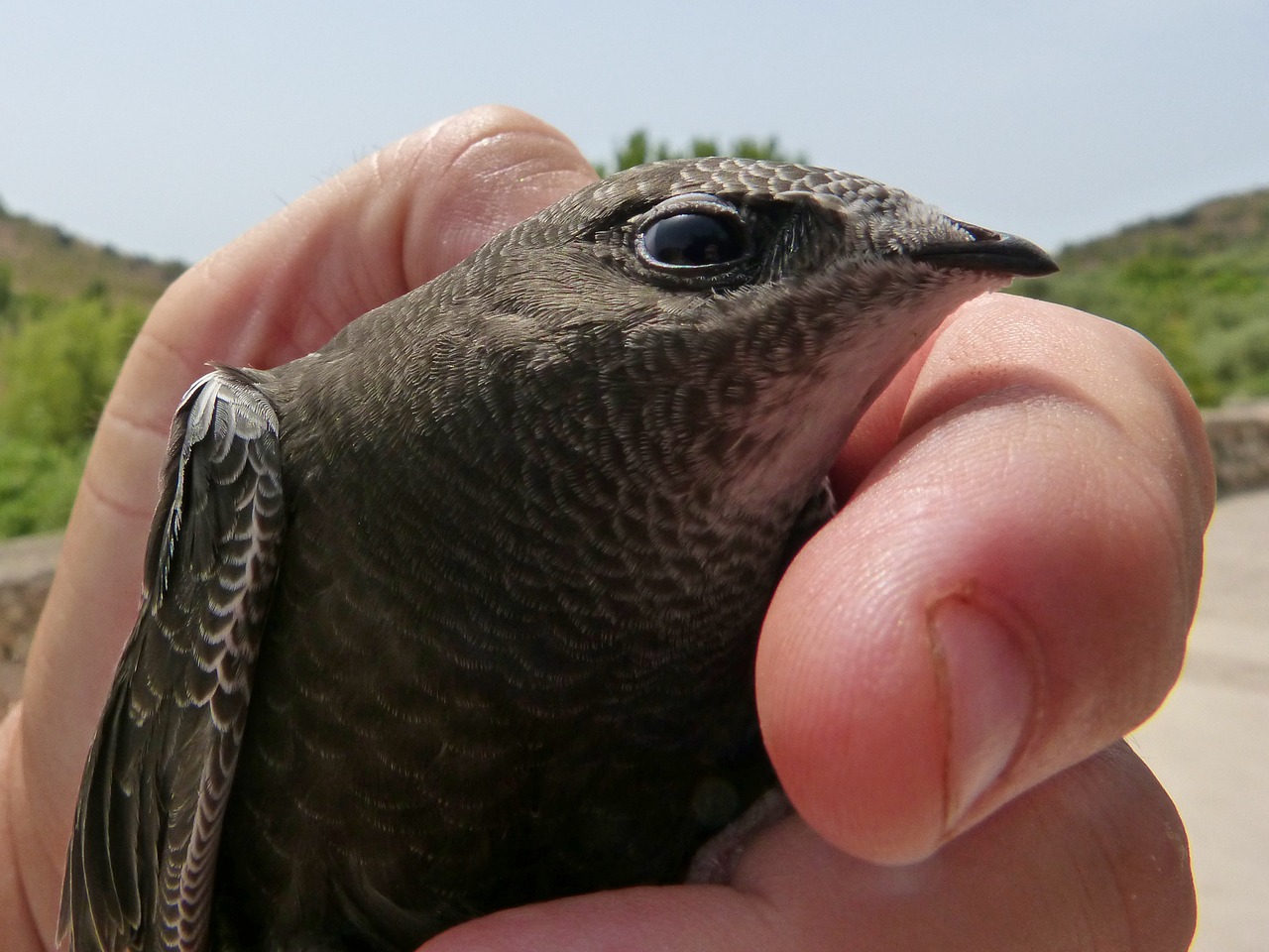 Apus Apus, Greitas, Falciot, Falzilla, Viščiukas, Ranka, Apsauga, Veisimas, Nemokamos Nuotraukos,  Nemokama Licenzija