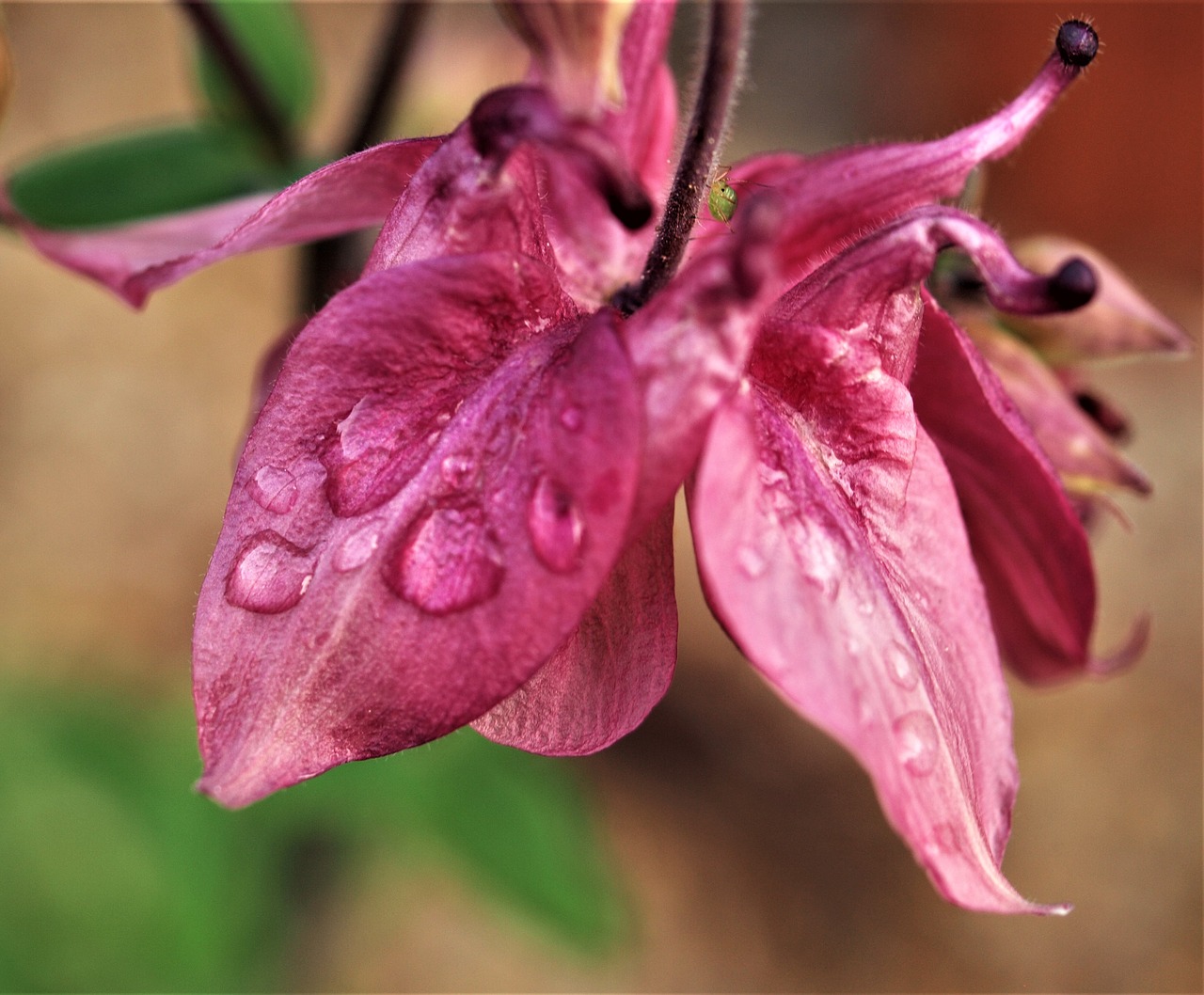 Aquilegia,  Gėlė,  Lietaus,  Žydėjimas, Nemokamos Nuotraukos,  Nemokama Licenzija