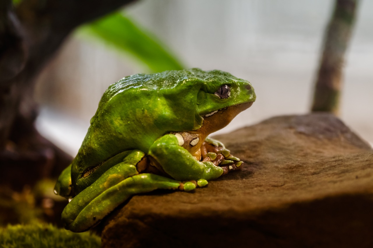 Akvariumas,  Varlė Atogrąžų,  Spalvinga,  Zoo,  Žalias,  Spalva,  Egzotiškas,  Gyvūnas,  Gamta, Nemokamos Nuotraukos