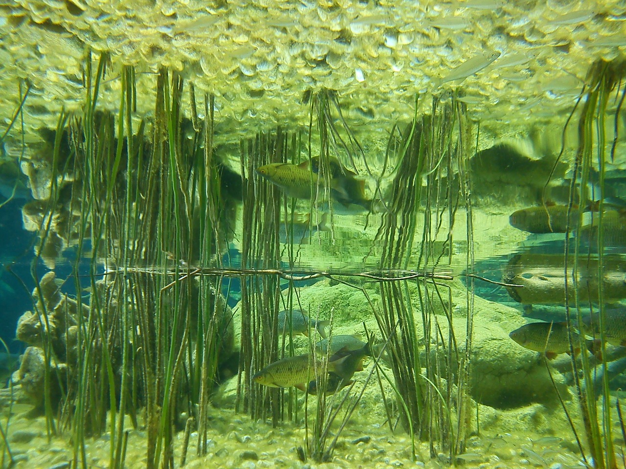 Akvariumas, Žuvis, Veidrodis, Simetrija, Povandeninis, Gėlavandenės Žuvys, Vanduo, Gyvūnas, Nemokamos Nuotraukos,  Nemokama Licenzija