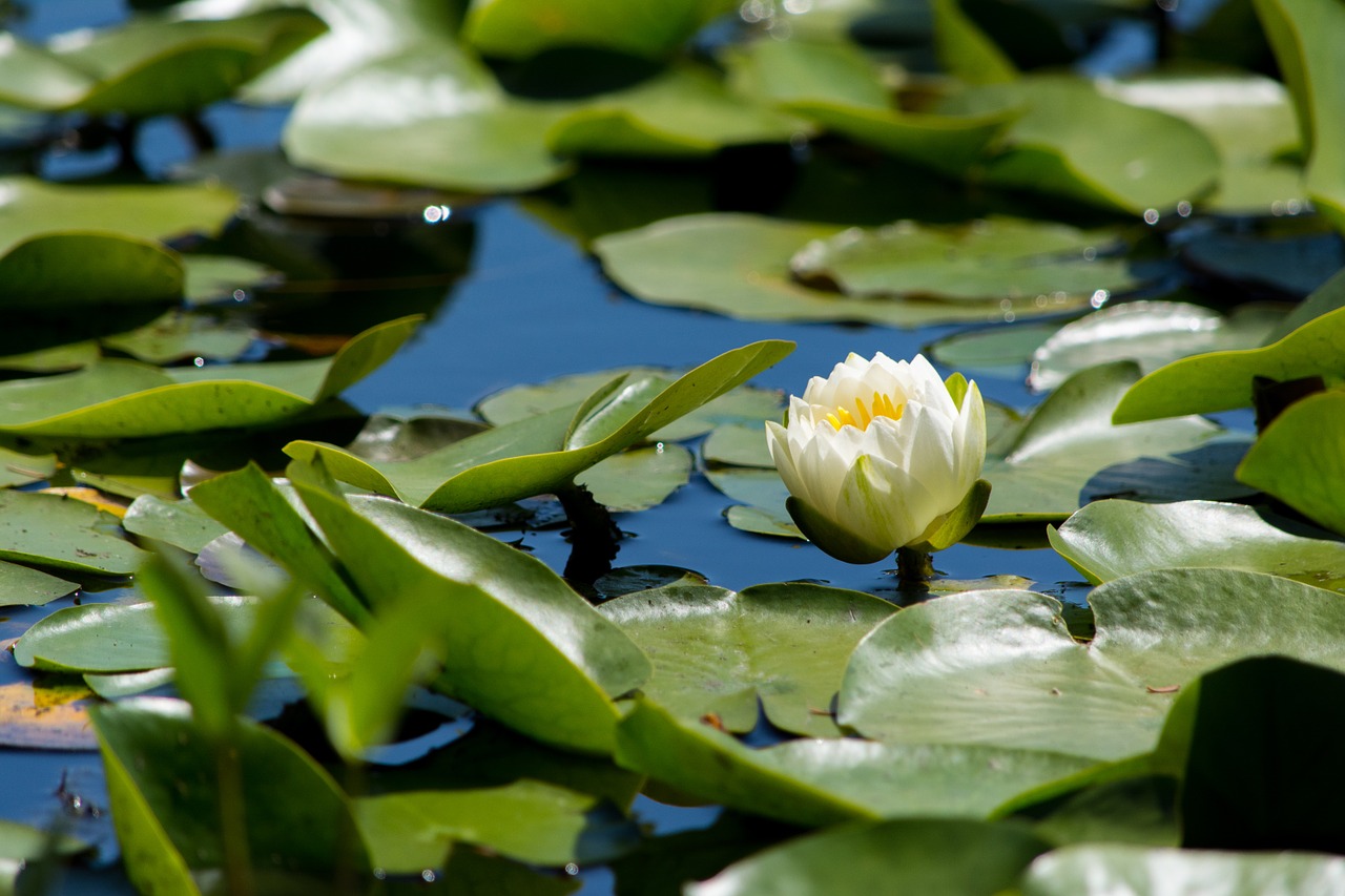 Vandens, Gėlė, Žolė, Lillies, Lelija, Gamta, Nymphaeaceae, Lauke, Padas, Augalas