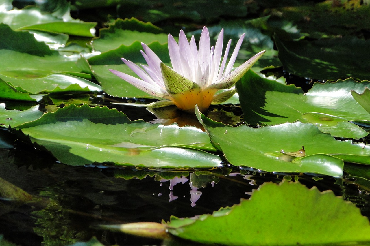 Vandens Augalai, Nymphaea Alba, Lotosas, Baseinas, Nemokamos Nuotraukos,  Nemokama Licenzija