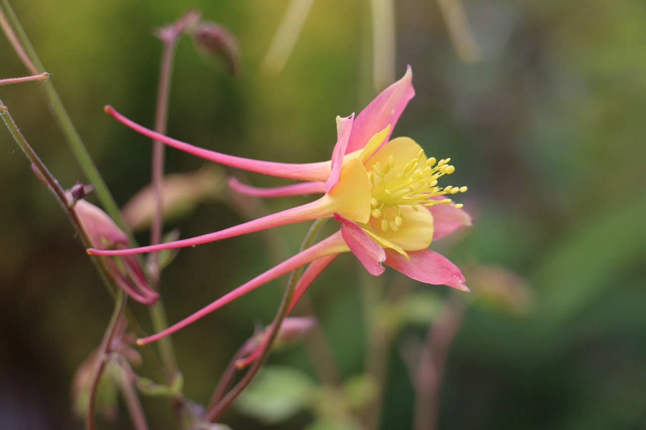 Aquilegia, Kolumbinas, Rožinis, Geltona, Bloom Langspornig, Gėlių Sodas, Žiedas, Žydėti, Flora, Gėlė