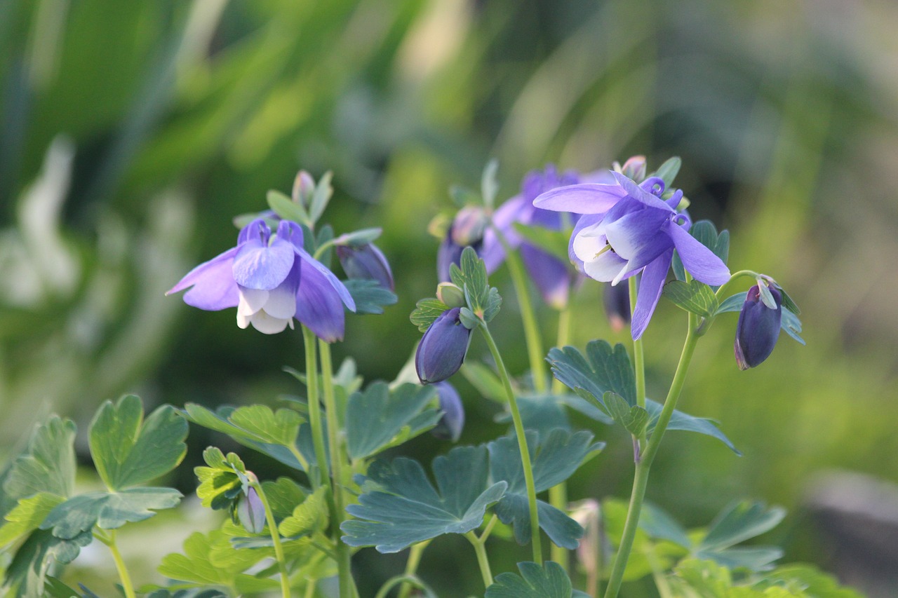 Aquilegia,  Baseinas,  Augalas,  Gamta,  Gėlė,  Sodas,  Lakštas,  Vasara,  Mėlynos Gėlės,  Be Honoraro Mokesčio