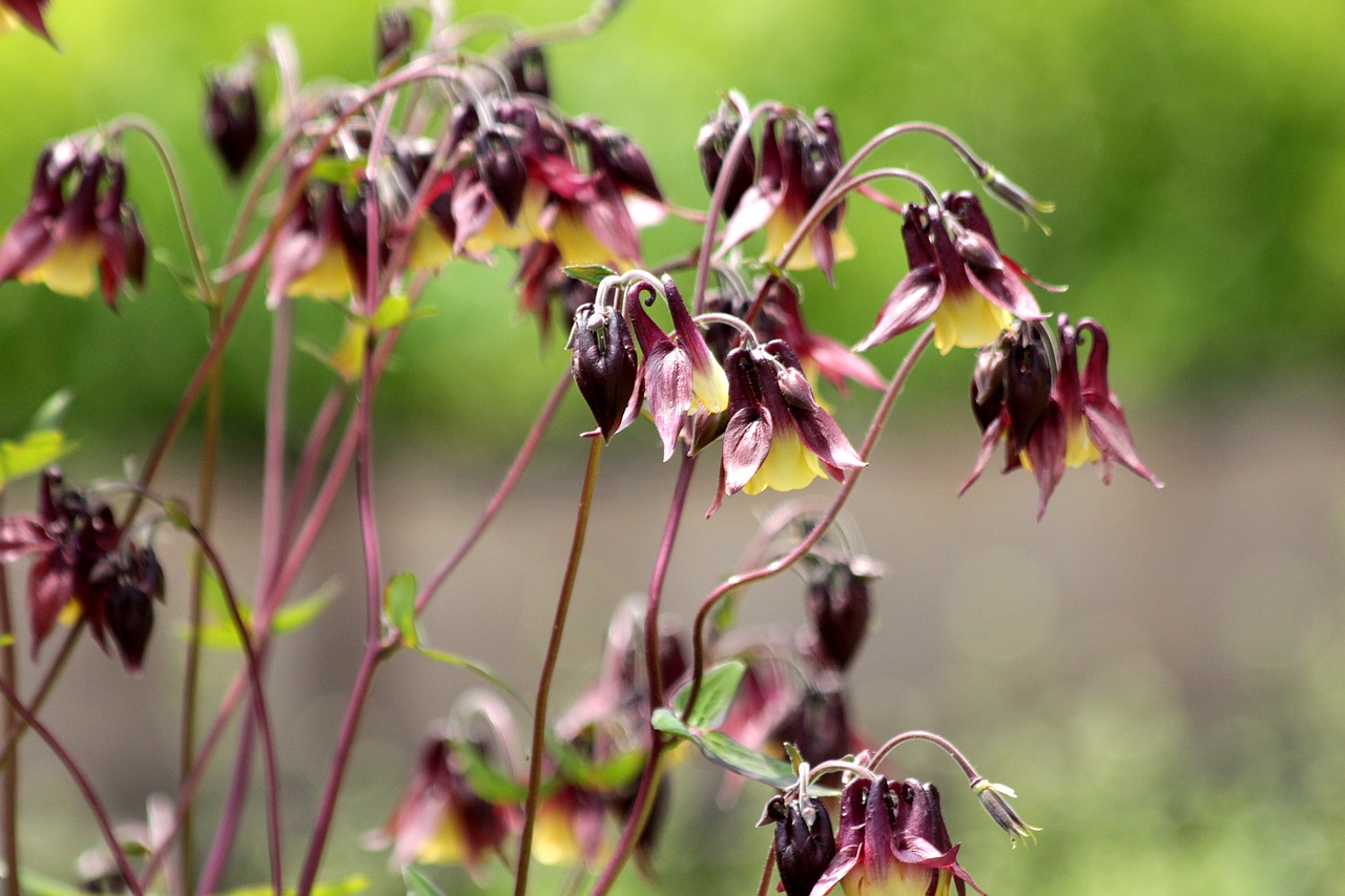 Aquilegia,  Baseino,  Augalų,  Pobūdį,  Gėlė,  Sodas,  Vasara,  Žalias,  Ne Žmogus,  Vasaros Gėlės