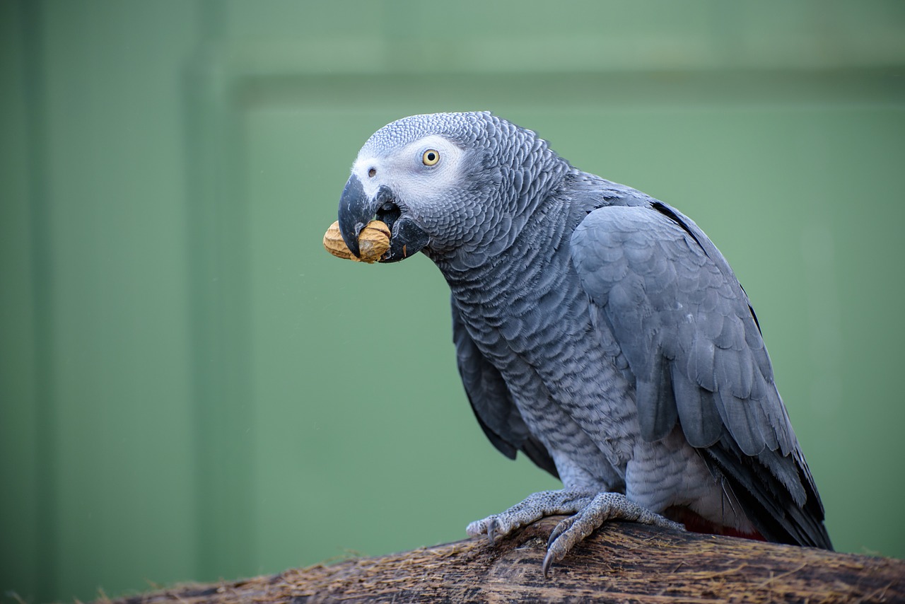 Ara,  Pilka Ara,  Paukštis,  Gyvūnas,  Paukščiai,  Gamta,  Plunksna,  Plumėjimas,  Skrydis,  Aviary