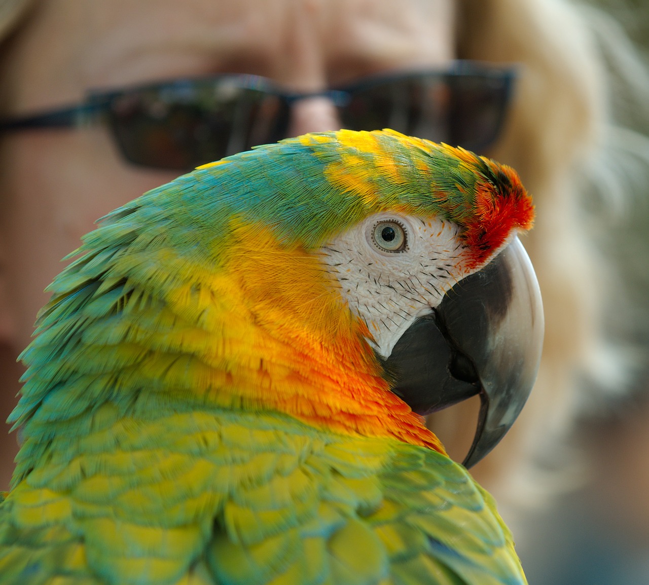 Ara,  Hibridas,  Papūga,  Paukštis,  Gyvūnas,  Spalvinga,  Vidaus,  Egzotiškas,  Macaw,  Portretas