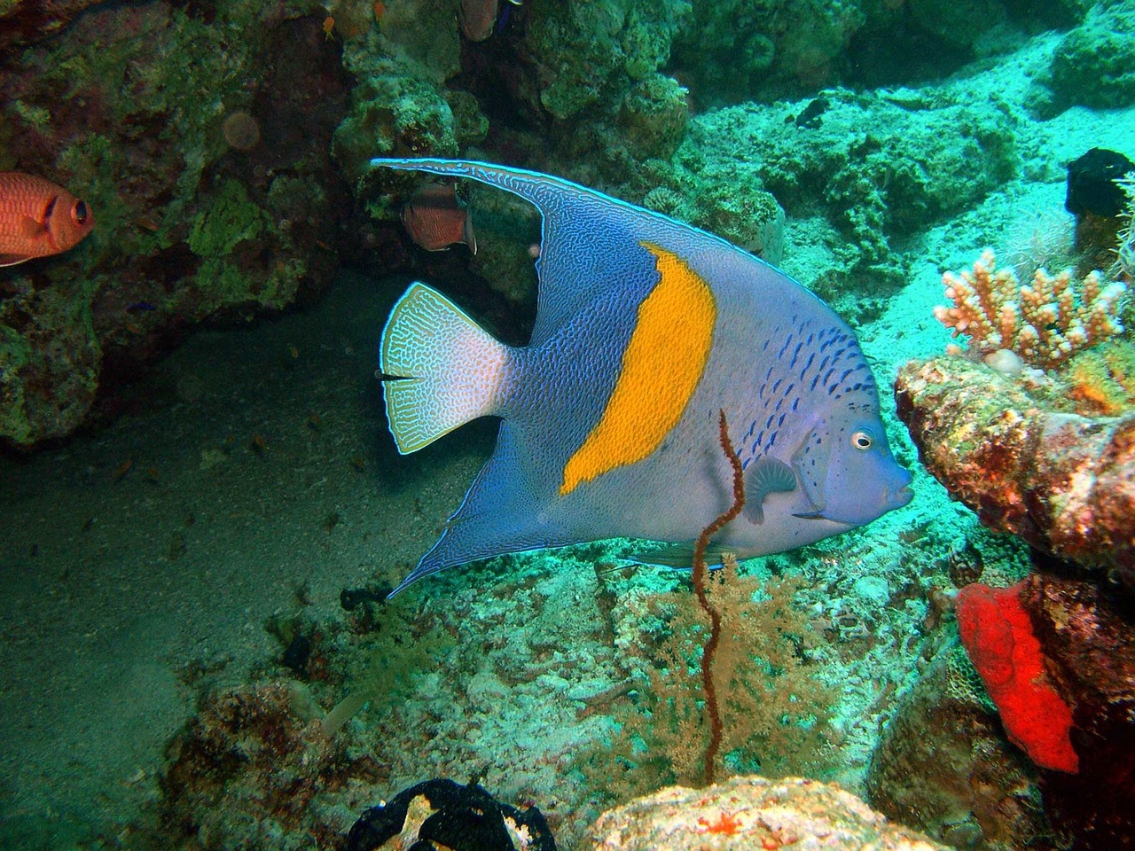 Arabų Angelfish, Žuvis, Vandenynas, Koralas, Angelas, Arabų, Nemokamos Nuotraukos,  Nemokama Licenzija