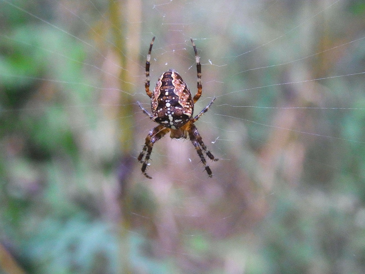 Arachne, Voras, Tinklas, Voratinklis, Gyvūnas, Miškas, Nemokamos Nuotraukos,  Nemokama Licenzija