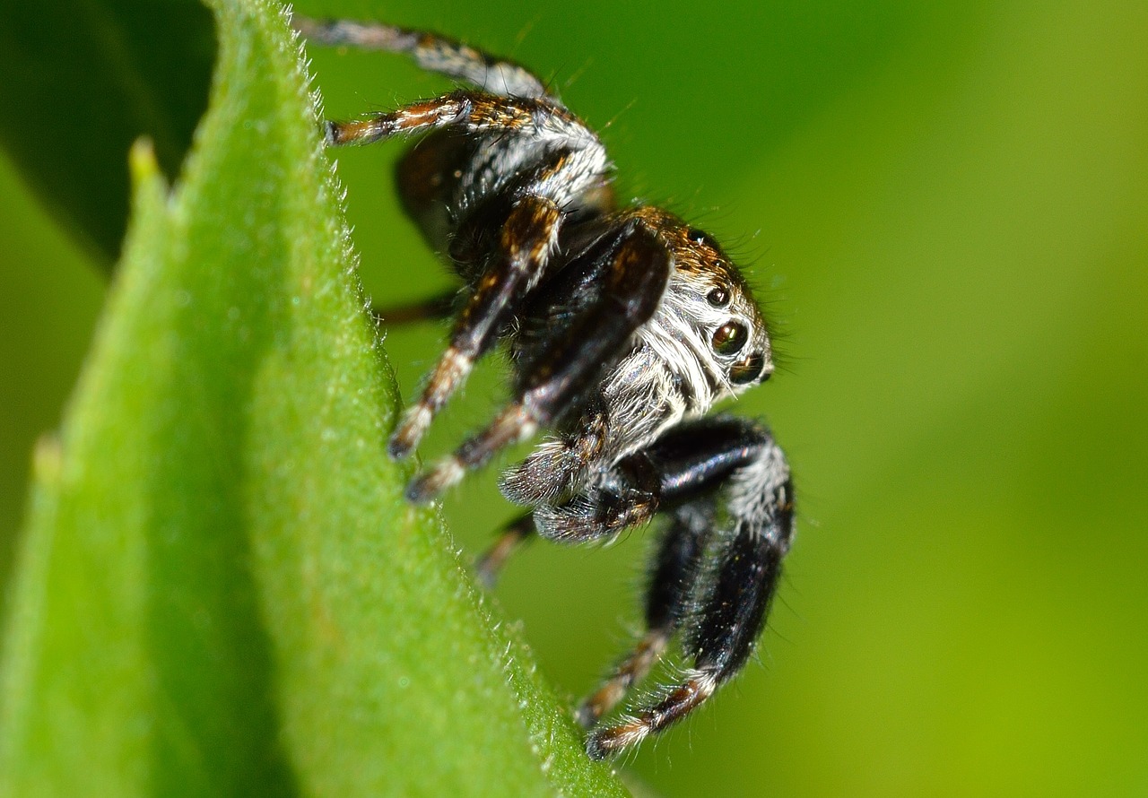 Arachnida, Salicidae, Voras, Megztinis, Nemokamos Nuotraukos,  Nemokama Licenzija