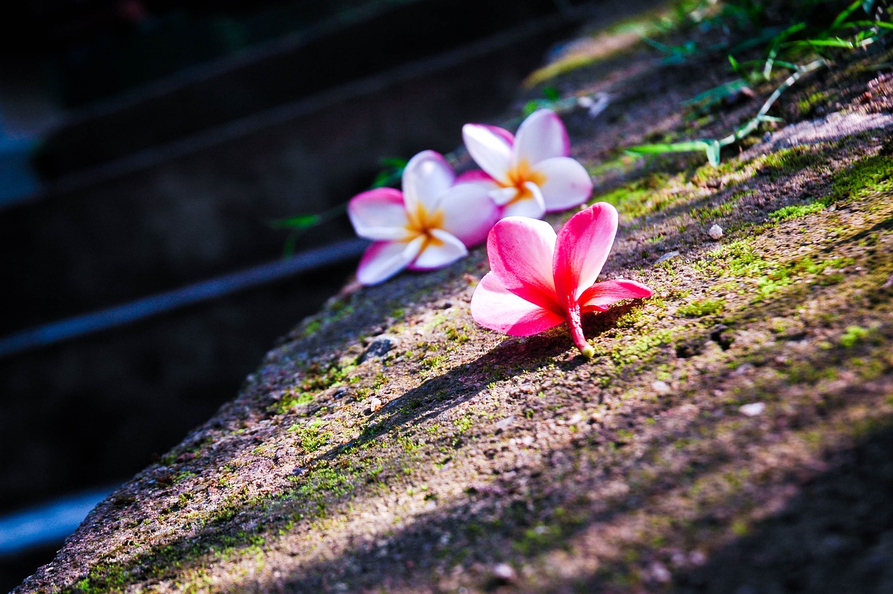 Araliya, Plumeria, Gėlė, Šri Lanka, Nemokamos Nuotraukos,  Nemokama Licenzija