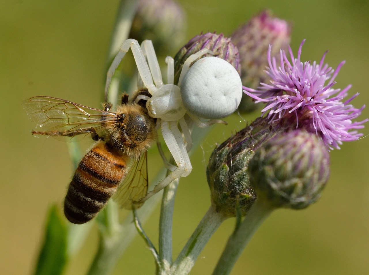 Araneae, Thomisidae, Misumena Vatia, Grobis, Apis, Mellifera, Nemokamos Nuotraukos,  Nemokama Licenzija