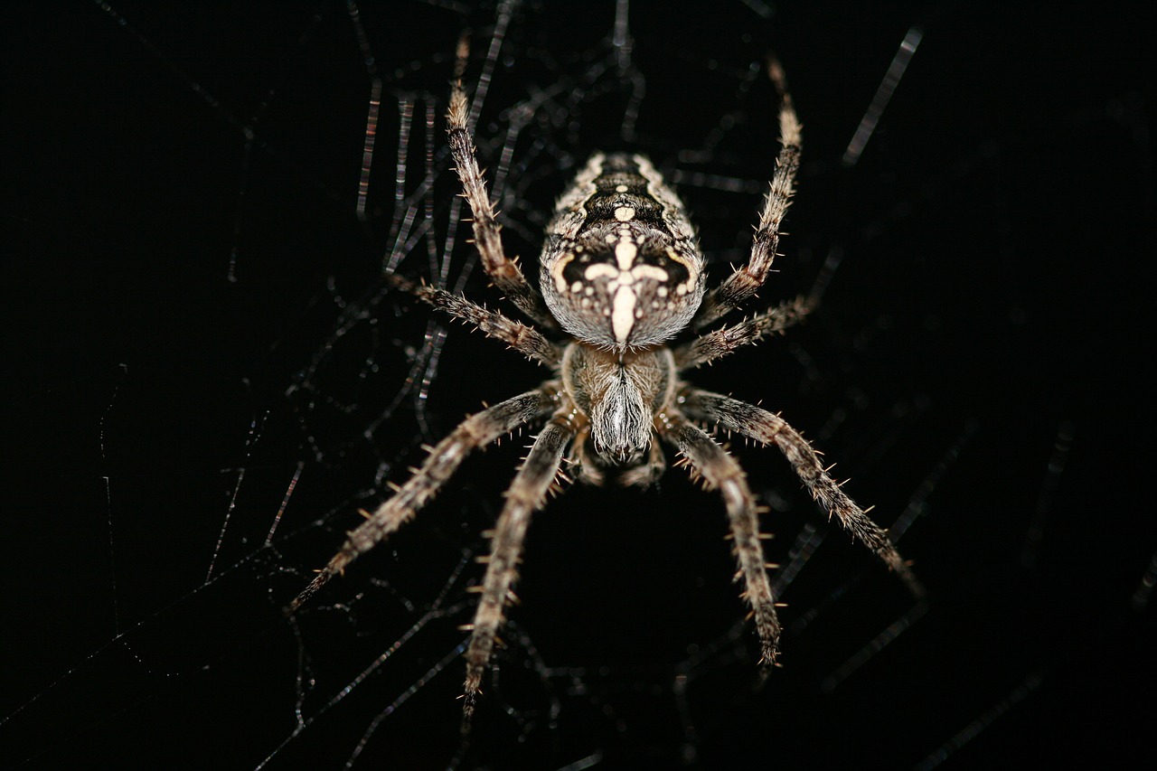 Araneus Diadematus,  Kryžminis Voras,  Europinis Sodo Voras,  Diadem Spider,  Karūnuotas Orb Audėjas,  Voras,  Gyvūnas,  Arachnid,  Makro,  Voratinklis