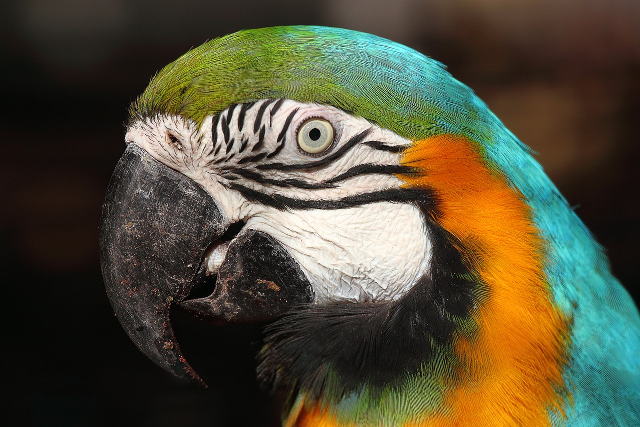 Arara Canindé, Lisbon Zoo, Portugal, Nemokamos Nuotraukos,  Nemokama Licenzija