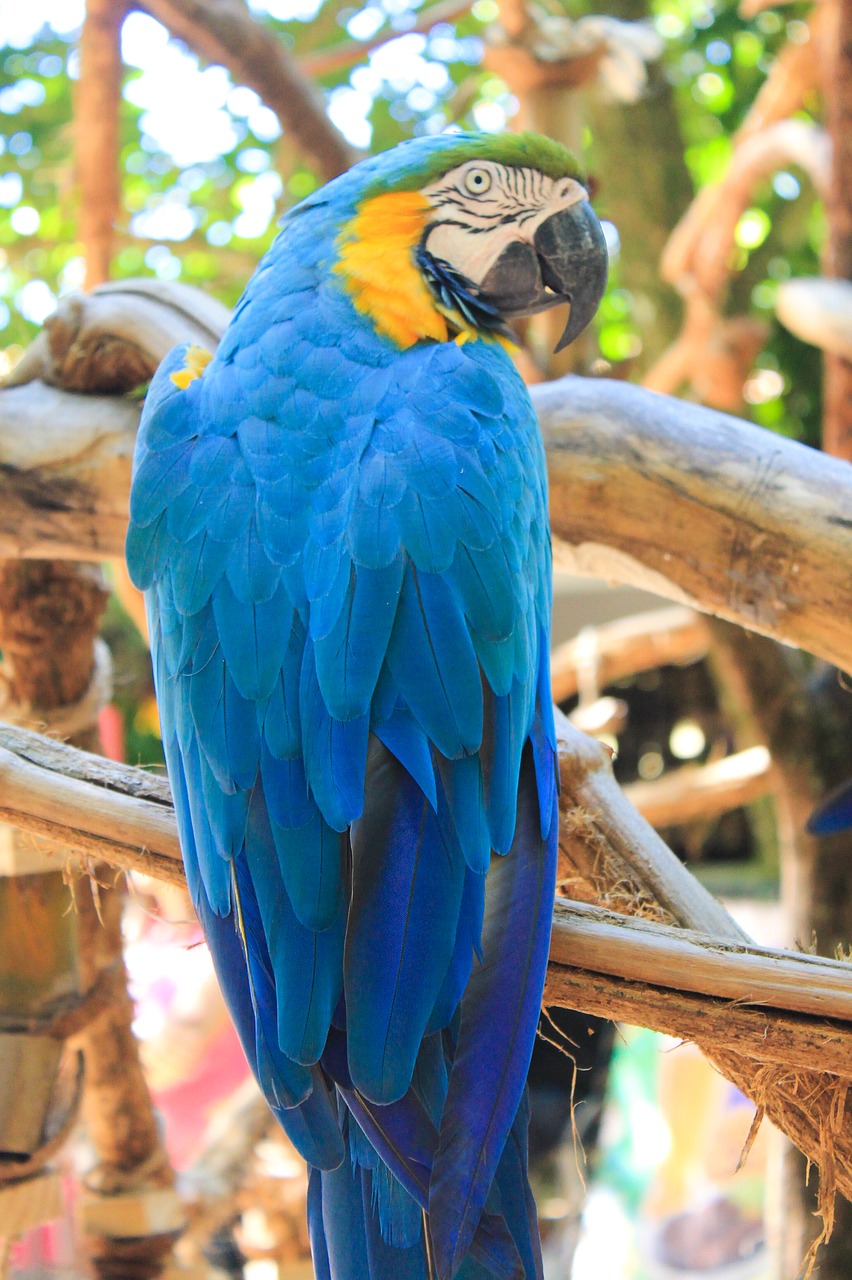 Ararara, Paukštis, Brazilijos Fauna, Nemokamos Nuotraukos,  Nemokama Licenzija