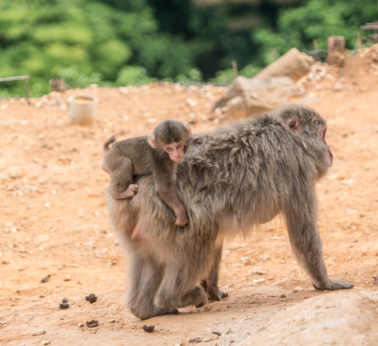 Arashiyama, Japonija, Beždžionių Parkas, Beždžionės, Motina Kūdikiams, Kiaulės Atgal Žirgais, Kyoto, Laukiniai, Laukinė Gamta, Gyvūnas