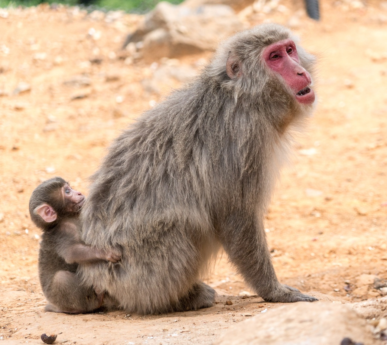 Arashiyama, Japonija, Beždžionių Parkas, Beždžionės, Motina, Kūdikis, Kyoto, Laukiniai, Laukinė Gamta, Gyvūnas