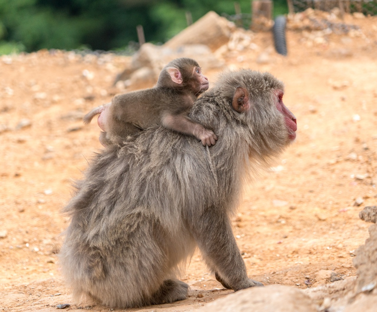 Arashiyama, Japonija, Beždžionių Parkas, Beždžionės, Motina, Kūdikis, Piggy Back Ride, Kyoto, Laukiniai, Laukinė Gamta