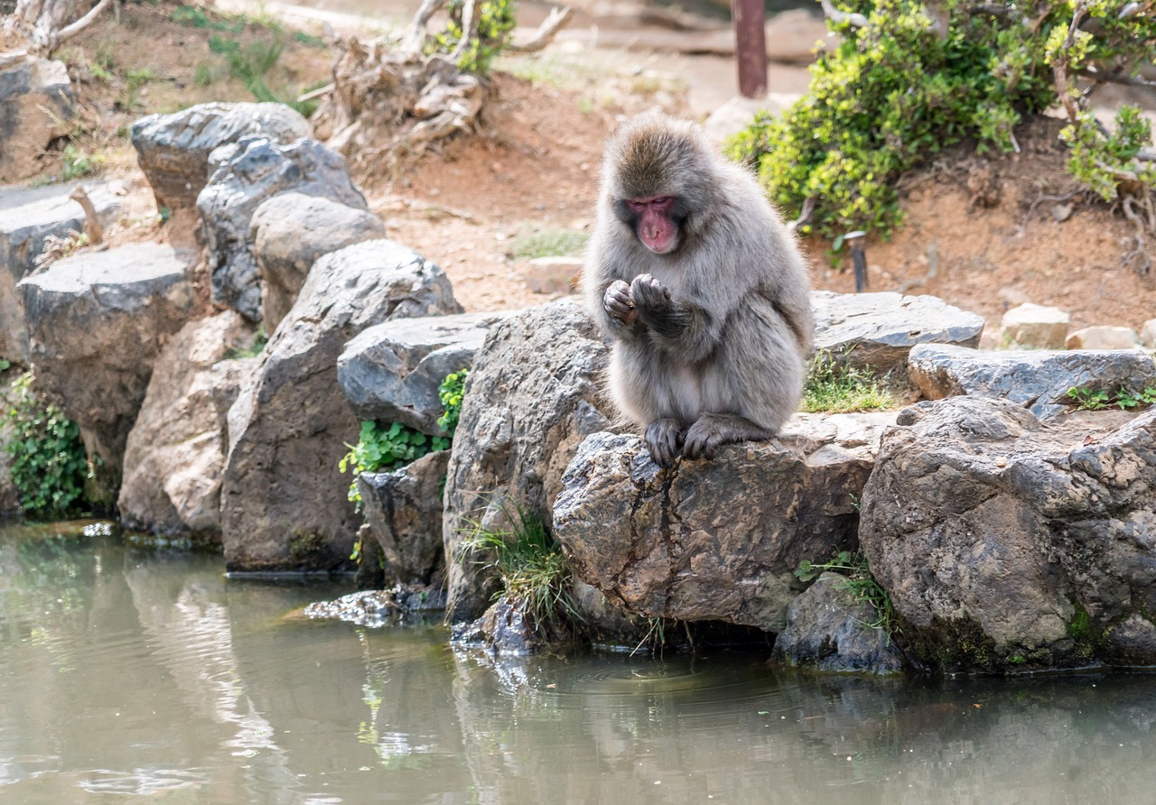Arashiyama, Japonija, Beždžionių Parkas, Beždžionė, Kyoto, Laukiniai, Laukinė Gamta, Gyvūnas, Gamta, Parkas