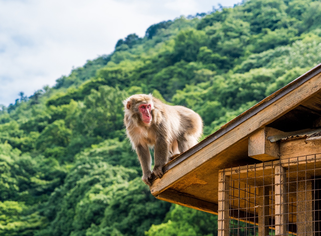 Arashiyama, Japonija, Beždžionių Parkas, Beždžionė, Beždžionė Ant Stogo, Kyoto, Japanese, Vaizdingas Vaizdas, Padidėjęs Vaizdas, Laukiniai
