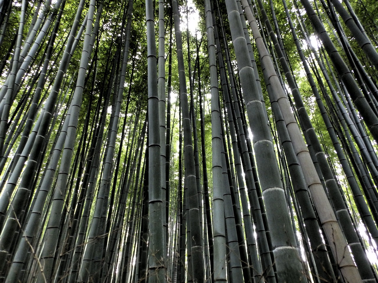Arashiyama, Bambuko Miškas, Japonija, Medis, Bambukas, Miškas, Nemokamos Nuotraukos,  Nemokama Licenzija