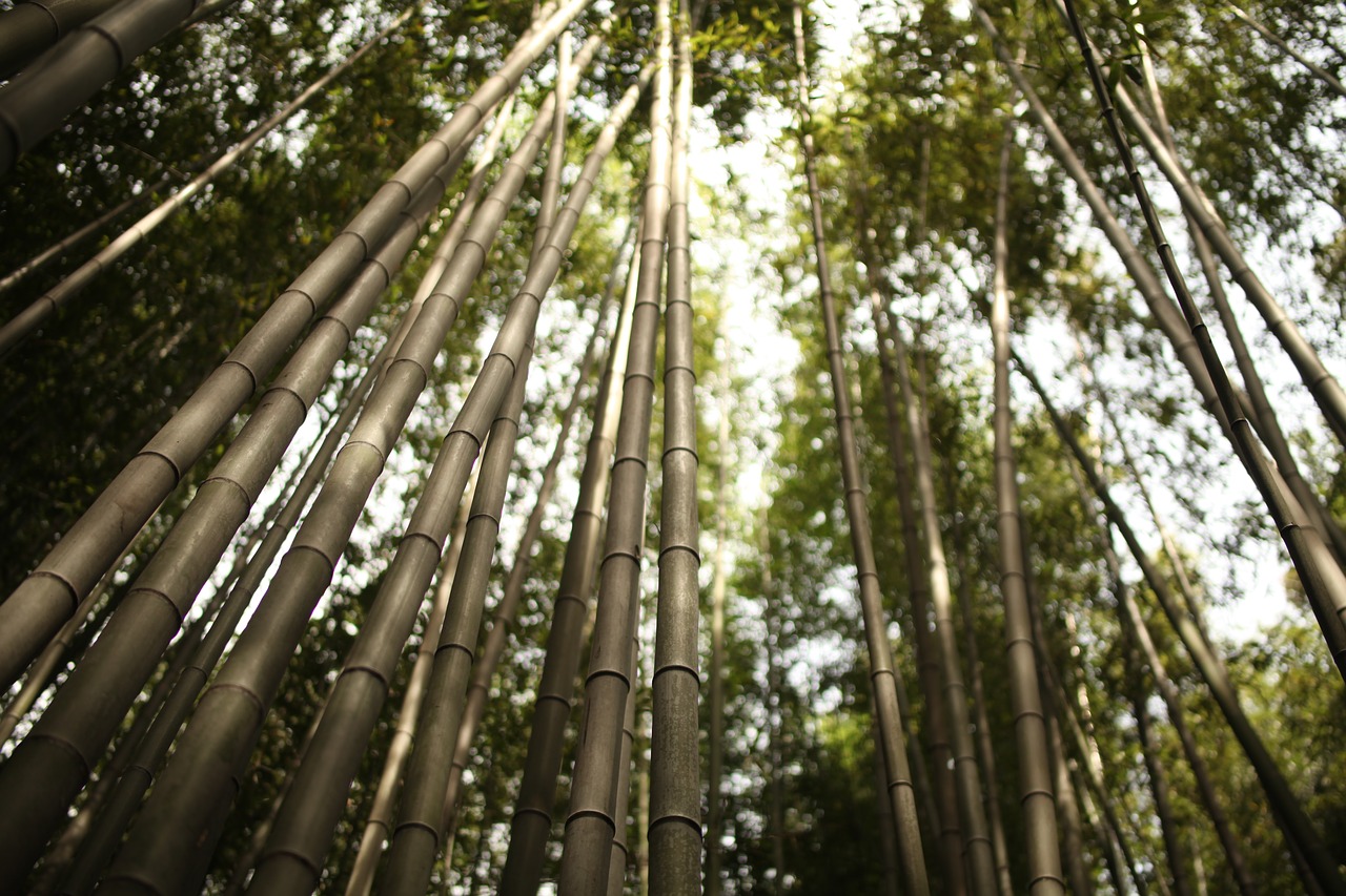 Arashiyama,  Bambuko,  Japonija,  Žalias,  Kyoto,  Japonijos,  Pobūdį,  Medžiai,  Bambuko Miškas,  Miškas