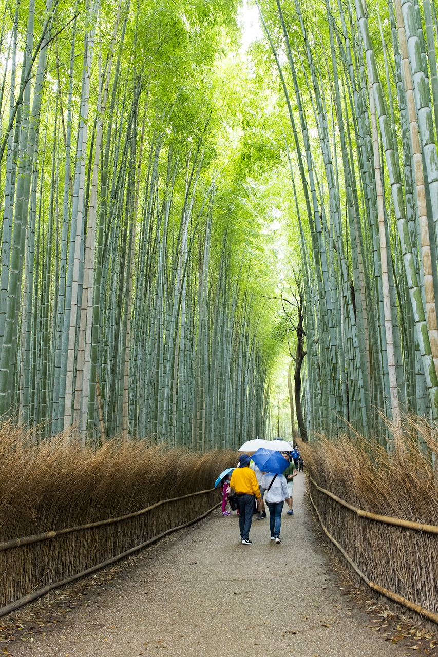 Arashiyama Bambuko Giraites, Bambukas, Kelionės Paskirties Vietos, Japonija, Japanese, Kyoto, Asija, Gamta, Giraitė, Žalias