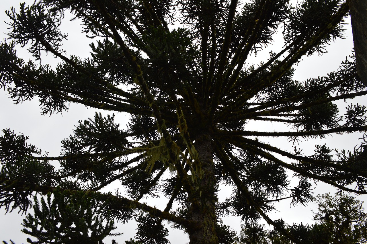 Araucaria,  Pietų,  Pobūdį,  Medis,  Žalias,  Skraidantis,  Miškas,  Miškai,  Brazilija,  Parkas